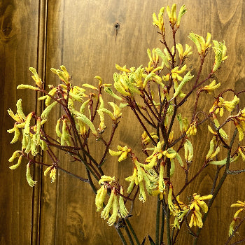 Kangaroo Paw Yellow Flower