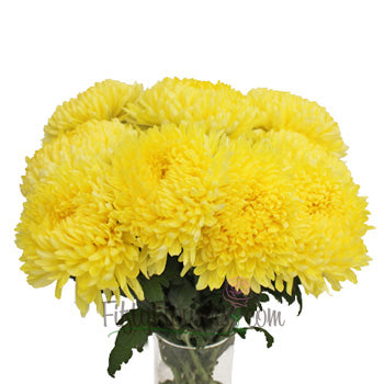Yellow Football Mum Flower