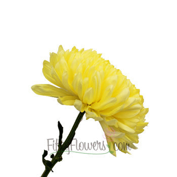Yellow Football Mum Flower