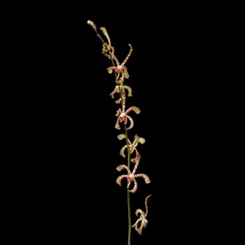 Yellow Pink Tiger Aranthera Orchids