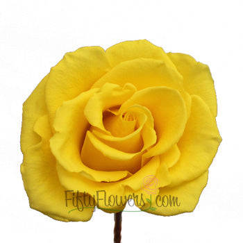 Yellow Coral Rose