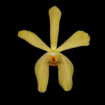 Yellow Aranda Orchids Flower