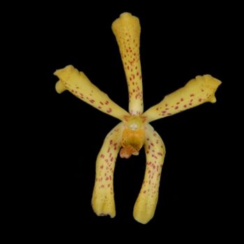 Yellow Aranthera Bulk Orchids