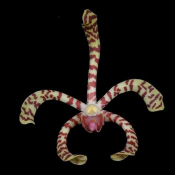 Yellow Pink Tiger Aranthera Orchids