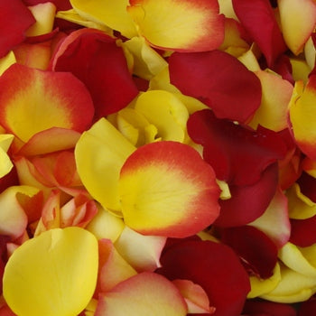 Fire Fresh Rose Petals