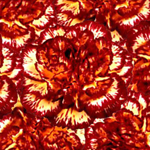 Yellow with Burgundy Fresh Carnations