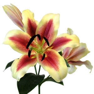 Bicolor Yellow with Red Brushstrokes Oriental Lily