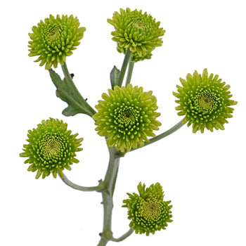Yoko Ono Mini Button Pom Green Flower