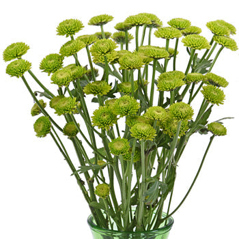 Yoko Ono Mini Button Pom Green Flower