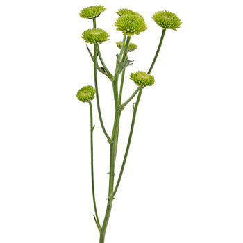 Yoko Ono Mini Button Pom Green Flower