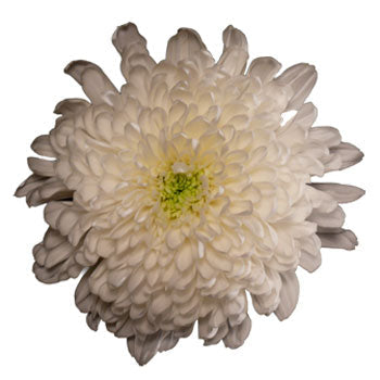 Zembla Cremon White Flower