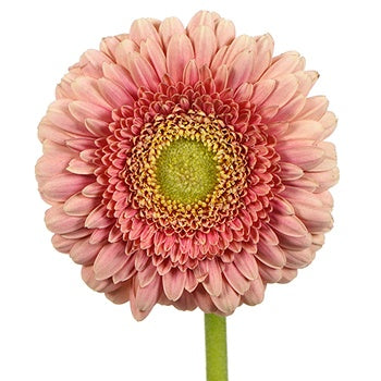 Ravishing Coral Mini Gerbera Daisy