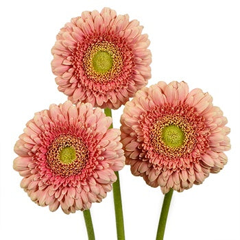 Ravishing Coral Mini Gerbera Daisy
