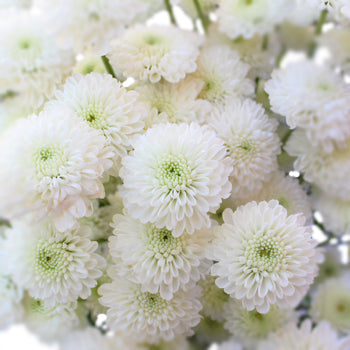 Zip Mini Button Pom White Flower