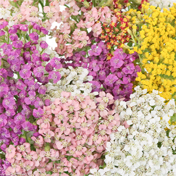 Farm Mix Yarrow Flowers
