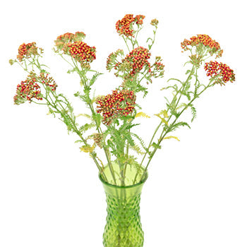 Paprika Red Cottage Yarrow Flowers