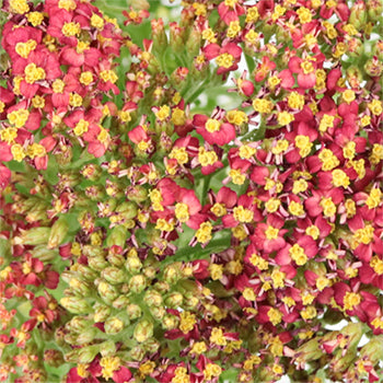 Paprika Red Cottage Yarrow Flowers