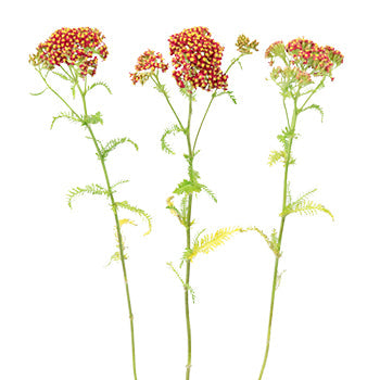 Paprika Red Cottage Yarrow Flowers