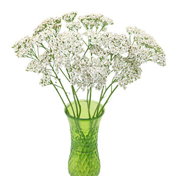 Ivory White Cottage Yarrow Flowers