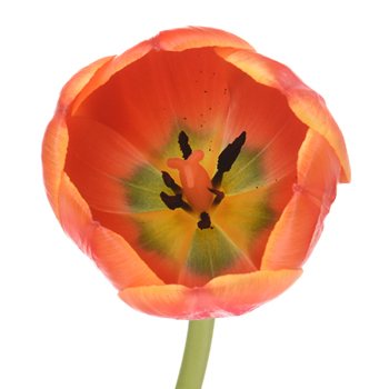 Ad Rem Orange Tulips Wholesale Flower Side Stem