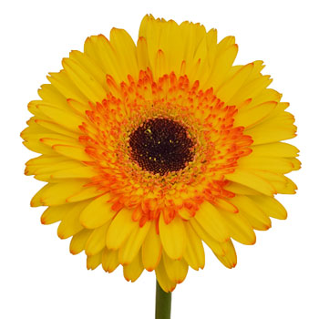 Gerbera Daisy Adventure Yellow Sunset Wholesale Flower Up close