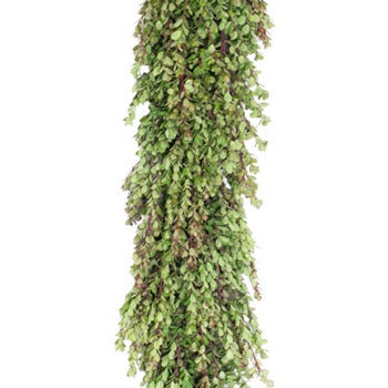 Fresh Boxwood Garland