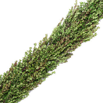 Fresh Boxwood Garland