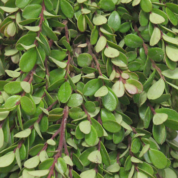 Fresh Boxwood Garland