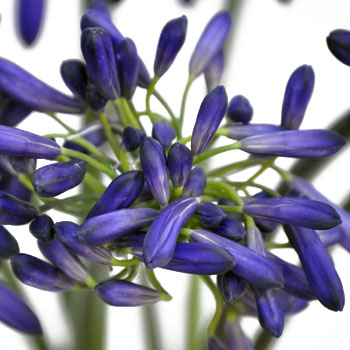 Agapanthus Indigo Blue Flower