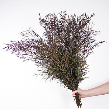 Agonis greenery wholesale wedding flowers