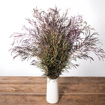 Agonis greenery flowers for delivery