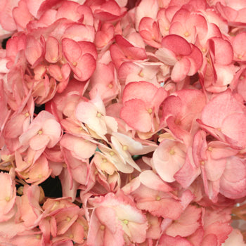 Airbrushed Sunkissed Hydrangea Flower Up Close