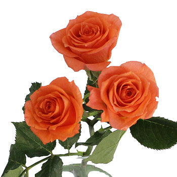 Alegria Dark Orange Spray Rose Stem
