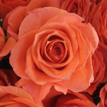 Alegria Dark Orange Spray Roses up close