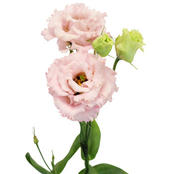 Light Pink Lisianthus Frill Flower