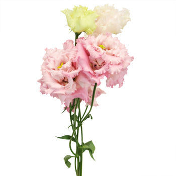 Light Pink Lisianthus Frill Flower
