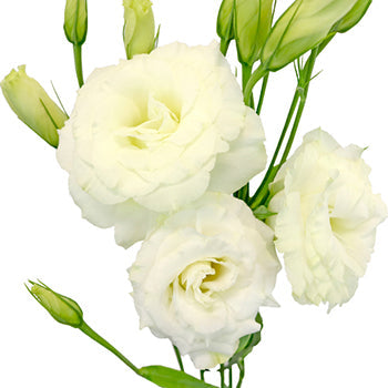 Alissa White Lisianthus Wholesale Flower Bloom