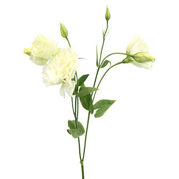 Alissa White Designer Lisianthus Wholesale Flower Stem