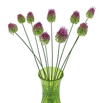 Allium Unique Flower Bloom