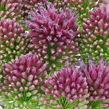 Allium Unique Flower Bloom