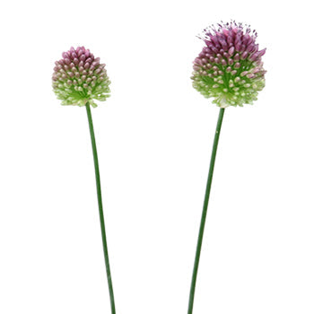 Allium Unique Flower Bloom