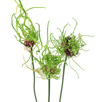 Urchin Green Allium Flowers