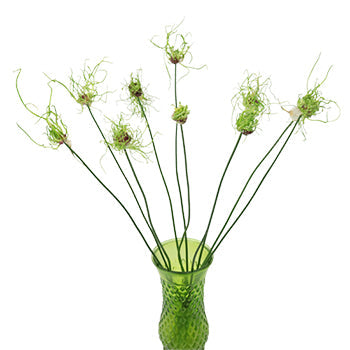 Urchin Green Allium Flowers
