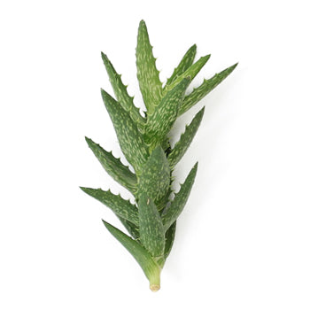 Squarrosa Aloe Designer Succulent