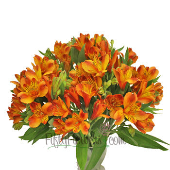 Dark Orange alstroemeria Wholesale Flower In a vase