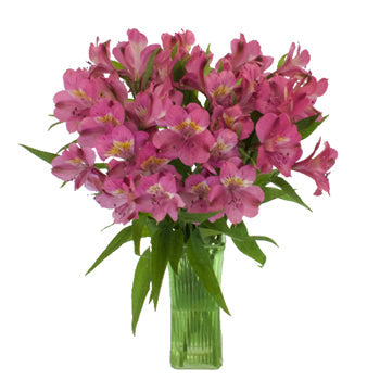 Dark Pink alstroemeria Wholesale Flower In a vase