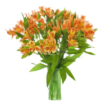 Fruit Punch alstroemeria Wholesale Flower In a vase