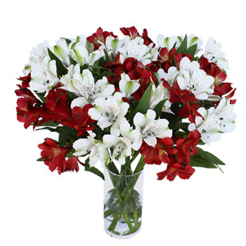 Half Red Half White alstroemeria Wholesale Flower In a vase