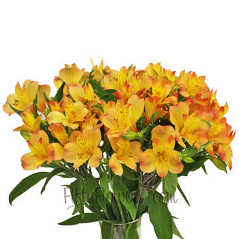 Kiss of Orange alstroemeria Wholesale Flower In a vase