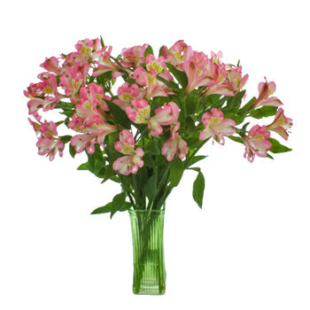Passion Pink alstroemeria Wholesale Flower In a vase